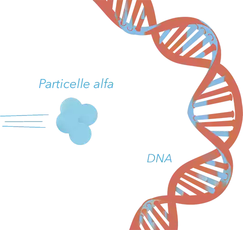 Particelle alfa DNA, Radiazioni e DNA