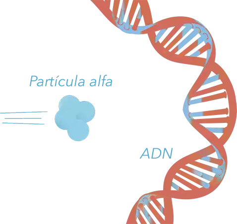 particula alpha radon