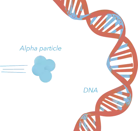DNA hit by alpha particle